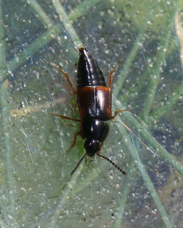 Tachinus fimetarius