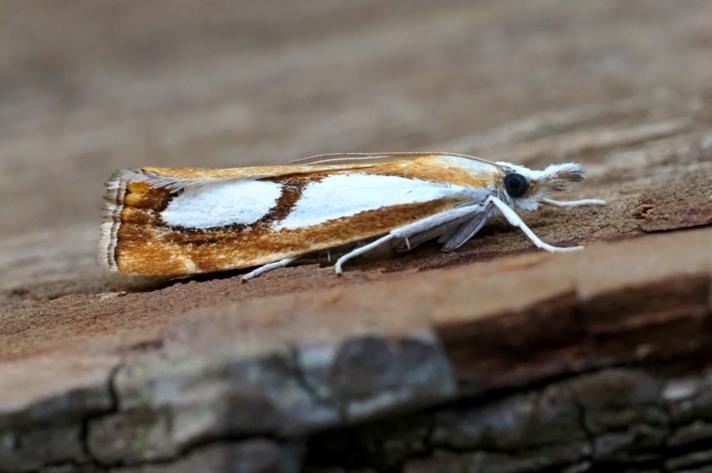 Catoptria pinella