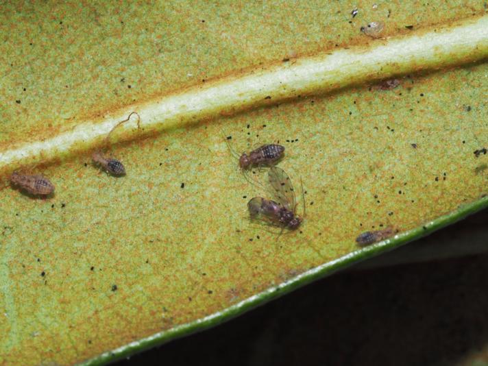 Ectopsocus petersi (Ectopsocus petersi)