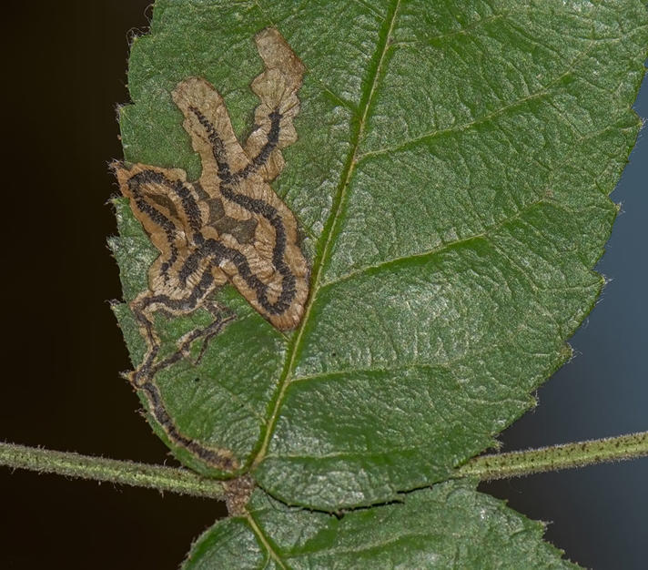 Stigmella centifoliella