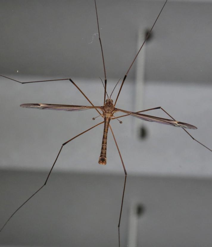 Tipula lateralis