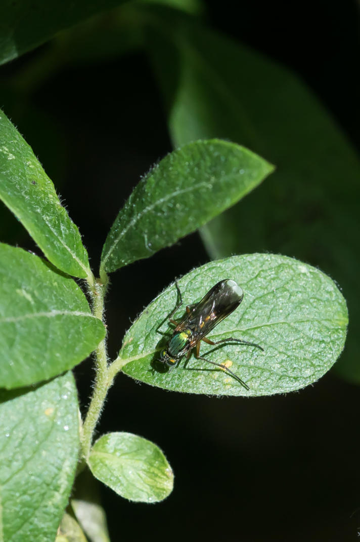 Poecilobothrus nobilitatus