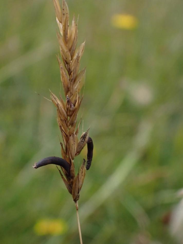 Meldrøjer (Claviceps purpurea)