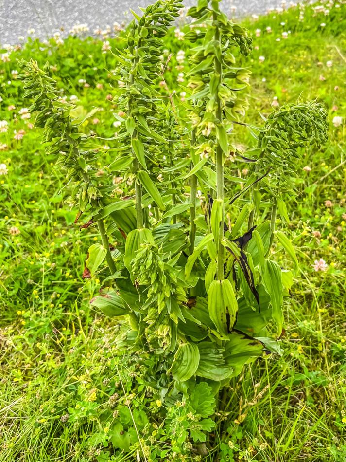 Skov-Hullæbe ssp. helleborine