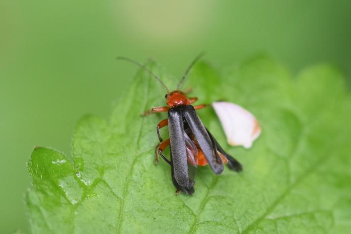 Cantharis pellucida