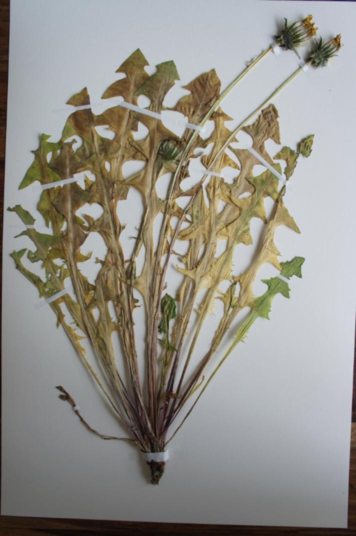 Vejmælkebøtte sp. (Taraxacum sect. Taraxacum)