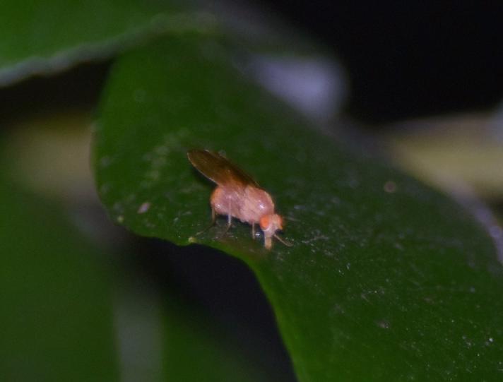 Sapromyza sp. (Sapromyza sp.)