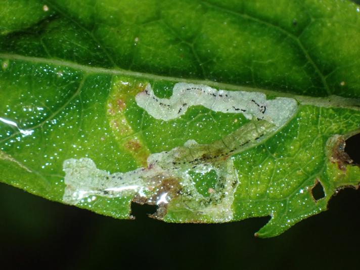 Phytomyza eupatorii