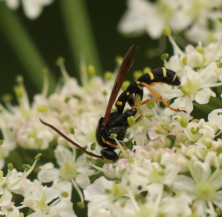 Metopius sp.