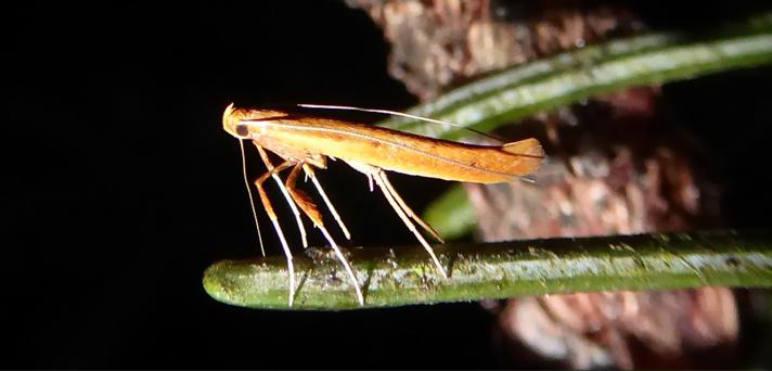 Caloptilia betulicola