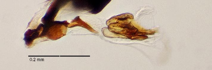 Melanagromyza lappae