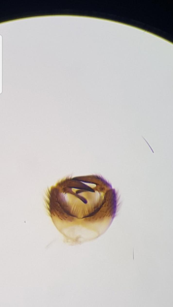 Proceroplatus trinidadensis
