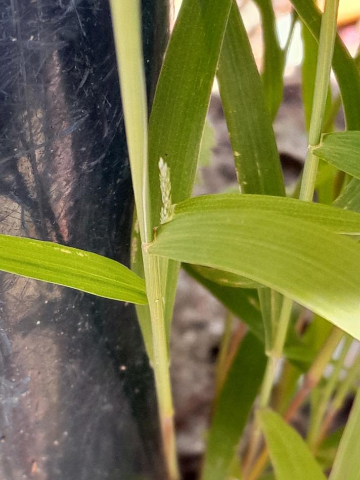 Muhlenbergia mexicana