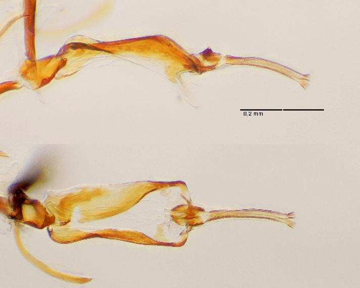 Agromyza reptans (Agromyza reptans)