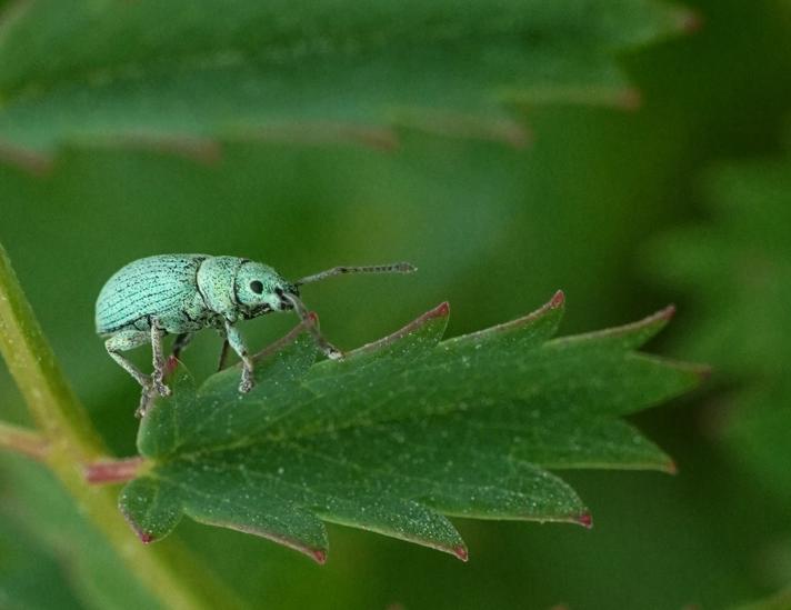 Phyllobius sp.