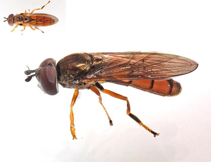 Rødgul Bredfodsflue (Platycheirus fulviventris)