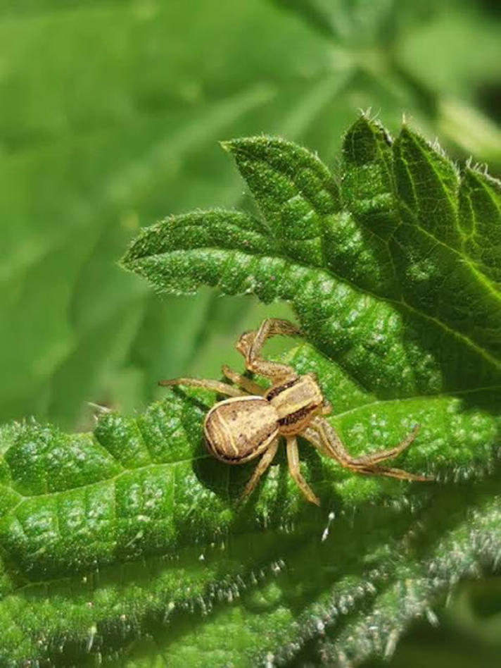 Krabbeedderkop sp.