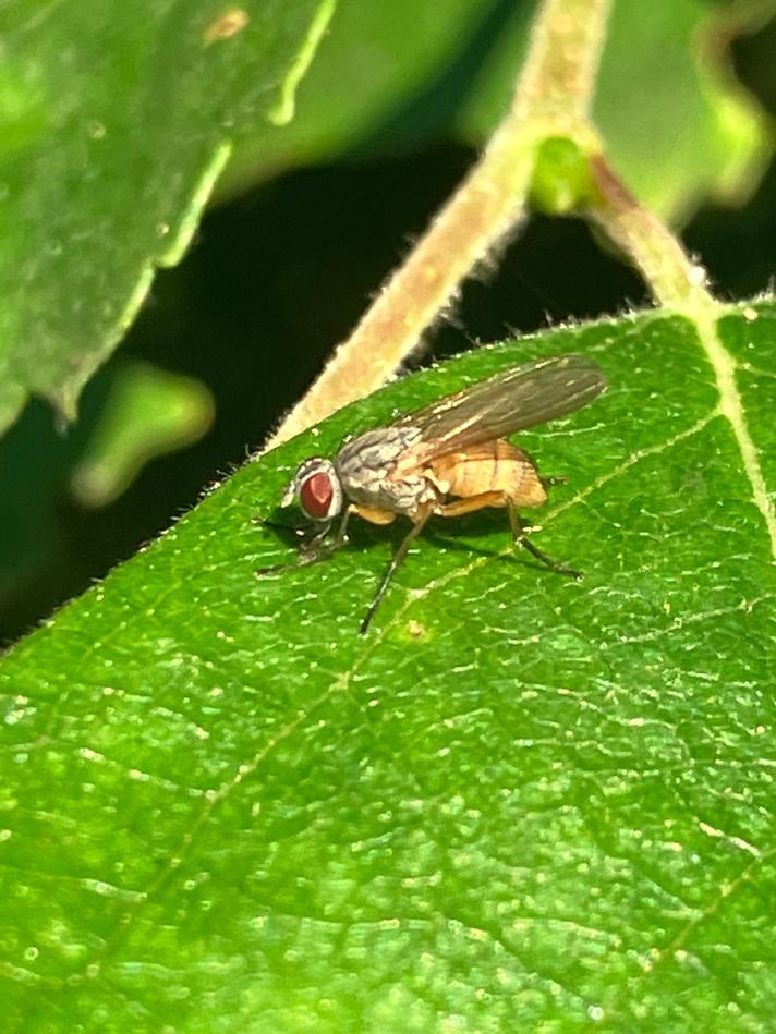 Coenosia mollicula