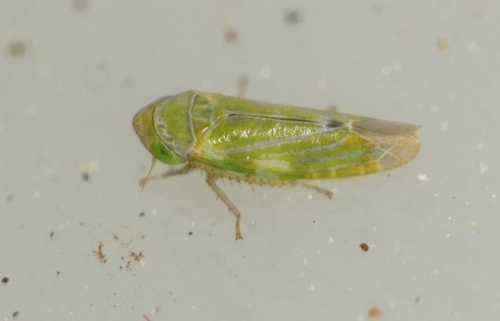 Liguropia juniperi