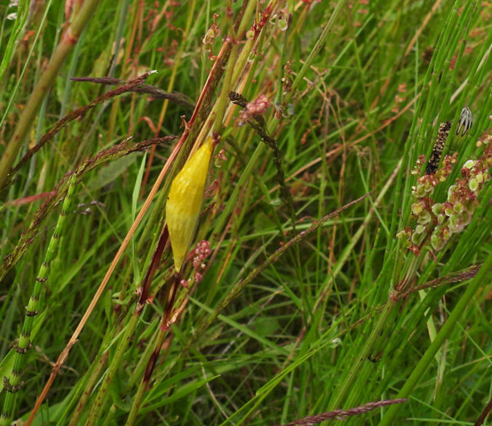 Køllesværmer sp.