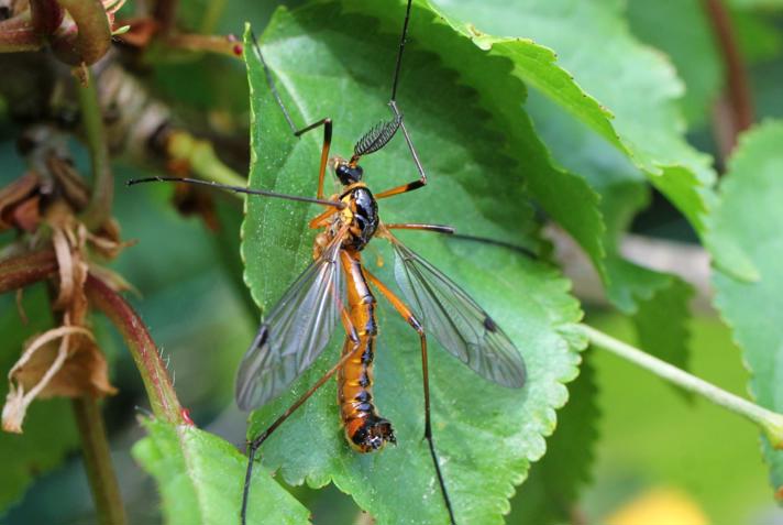 Ctenophora pectinicornis