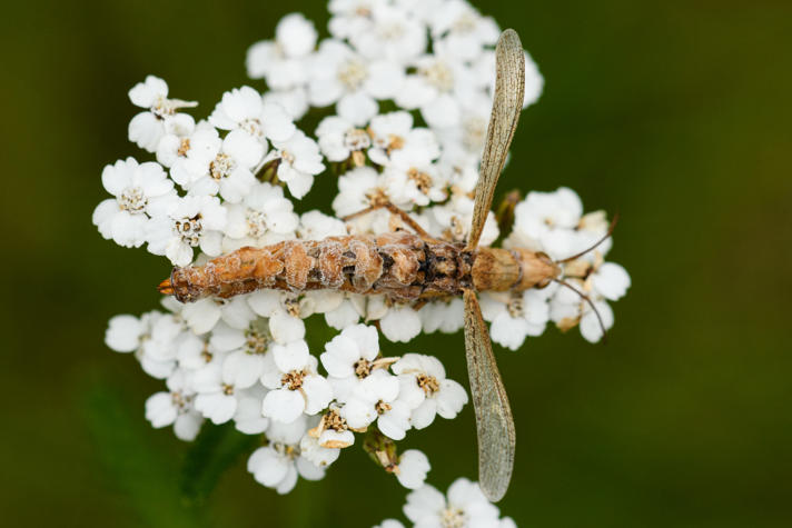 Entomophaga grylli