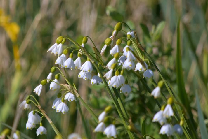 Sommer-Hvidblomme