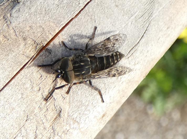 Haematopota crassicornis