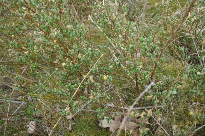 Krybende Pil (Salix repens ssp. repens var. repens)