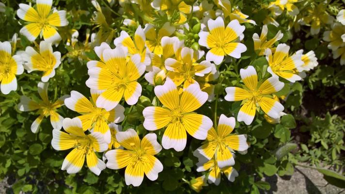 Limnanthes douglasii