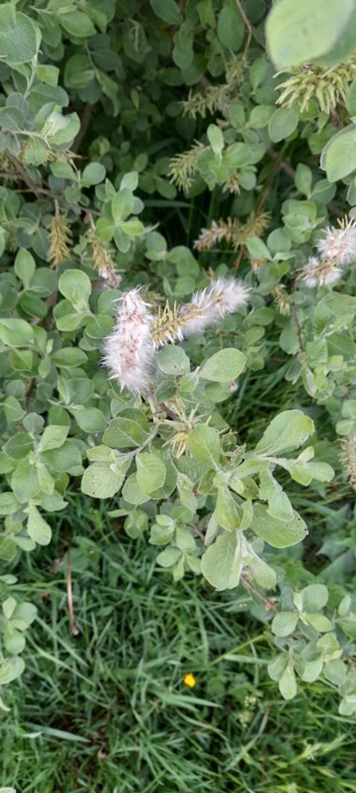 Grå-Pil (Salix cinerea ssp. cinerea)