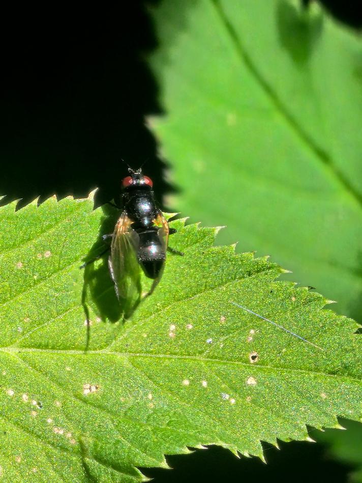 Hydrotaea sp.