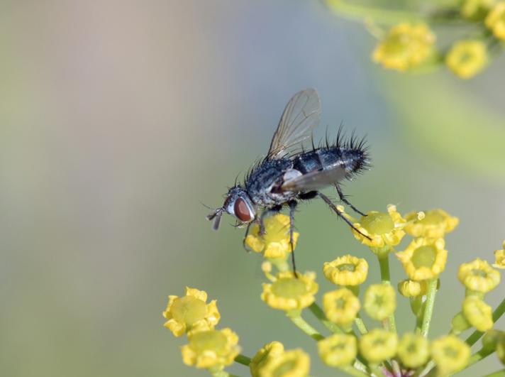 Demoticus plebejus