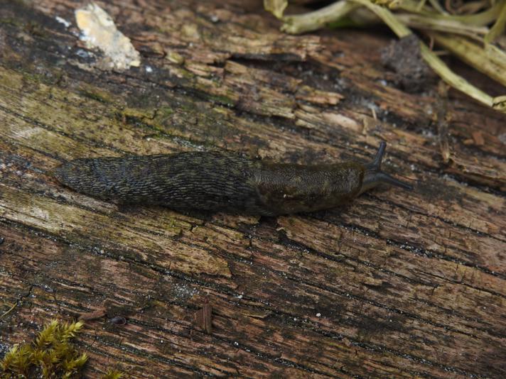 Limax sp.