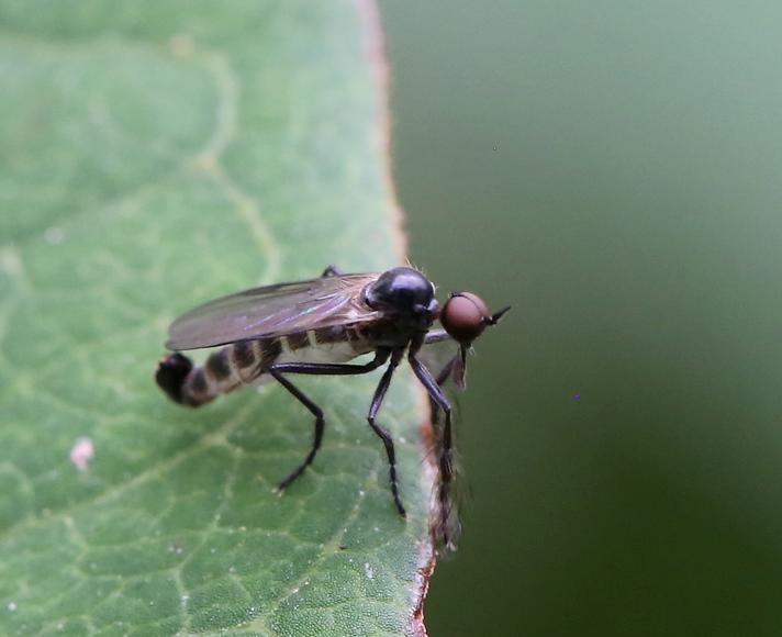 Rhamphomyia hirsutipes