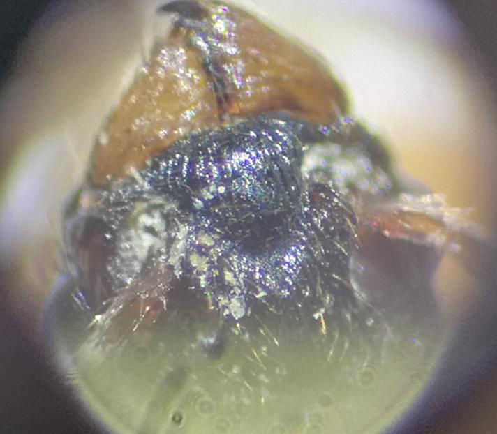 Engstikmyre (Myrmica scabrinodis)