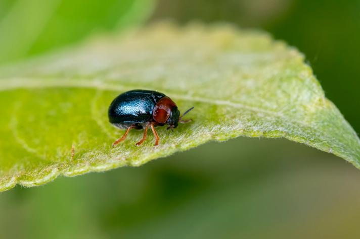 Smaragdina salicina