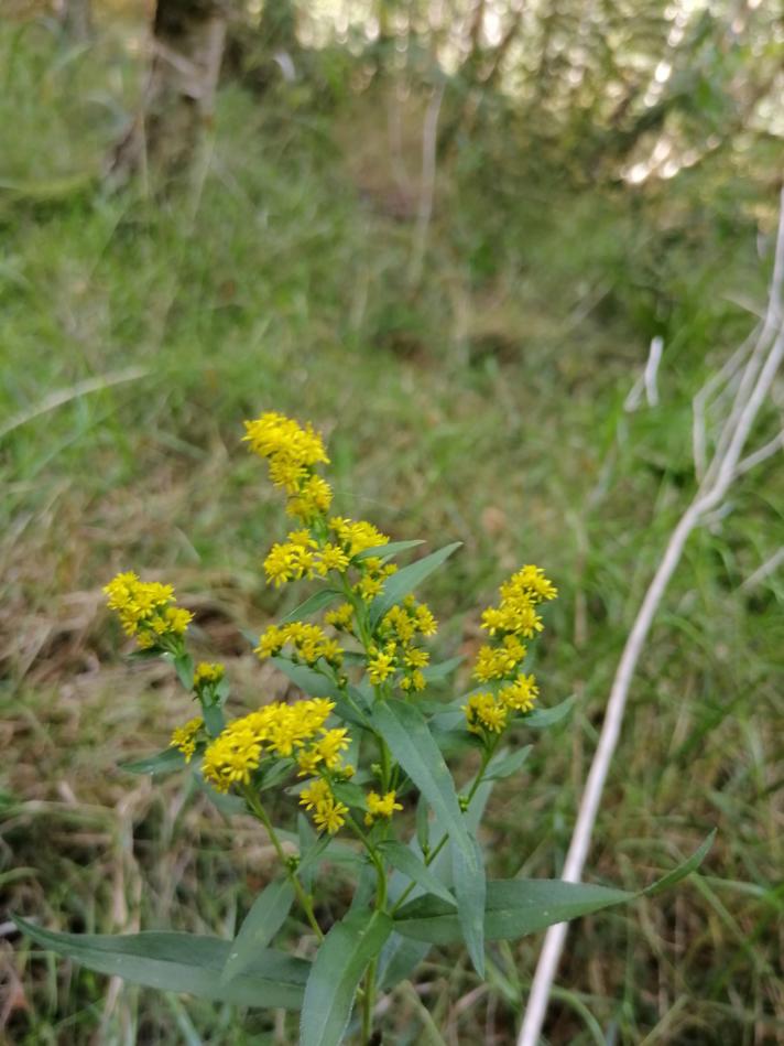 Gyldenris sp.