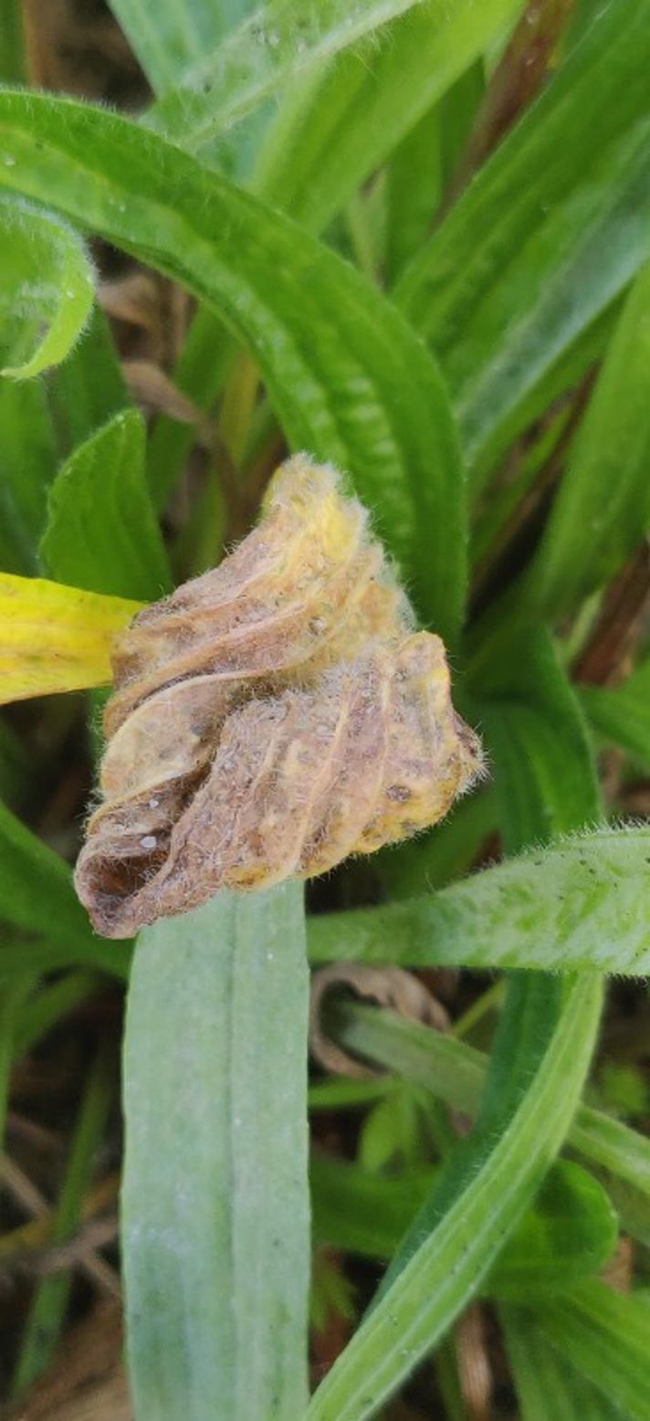 Ramularia rhabdospora