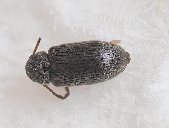 Dryophilus pusillus