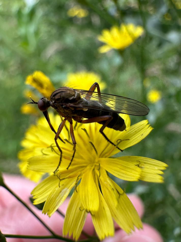 Empis livida