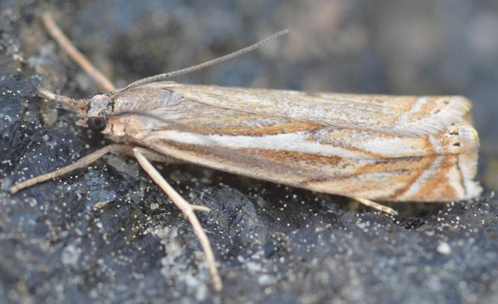 Crambus lathoniellus