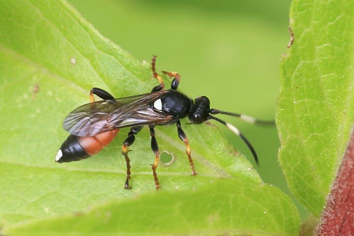 Ichneumon sp.