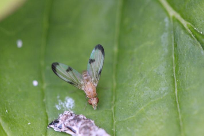 Toxoneura trimacula