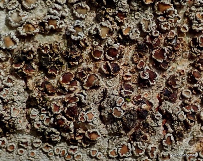 Vouauxiella lichenicola (Vouauxiella lichenicola)