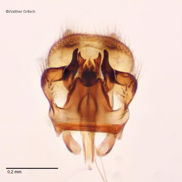 Sylvicola cinctus (Sylvicola cinctus)
