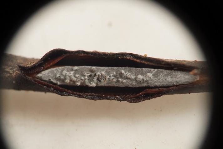 Grynet Voksskind (Peniophora lycii)