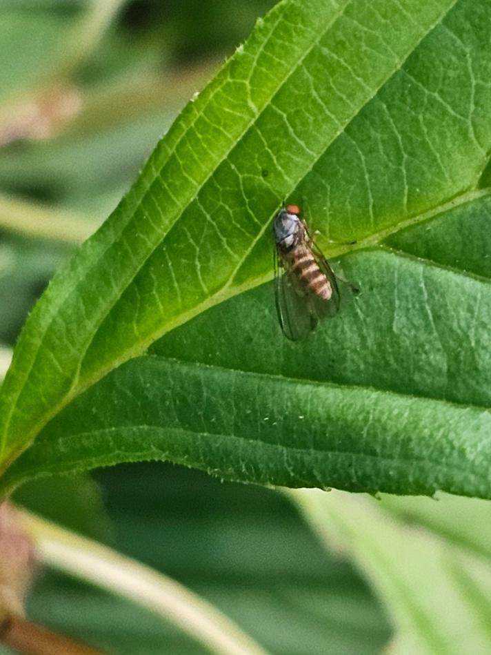 Agathomyia sp.