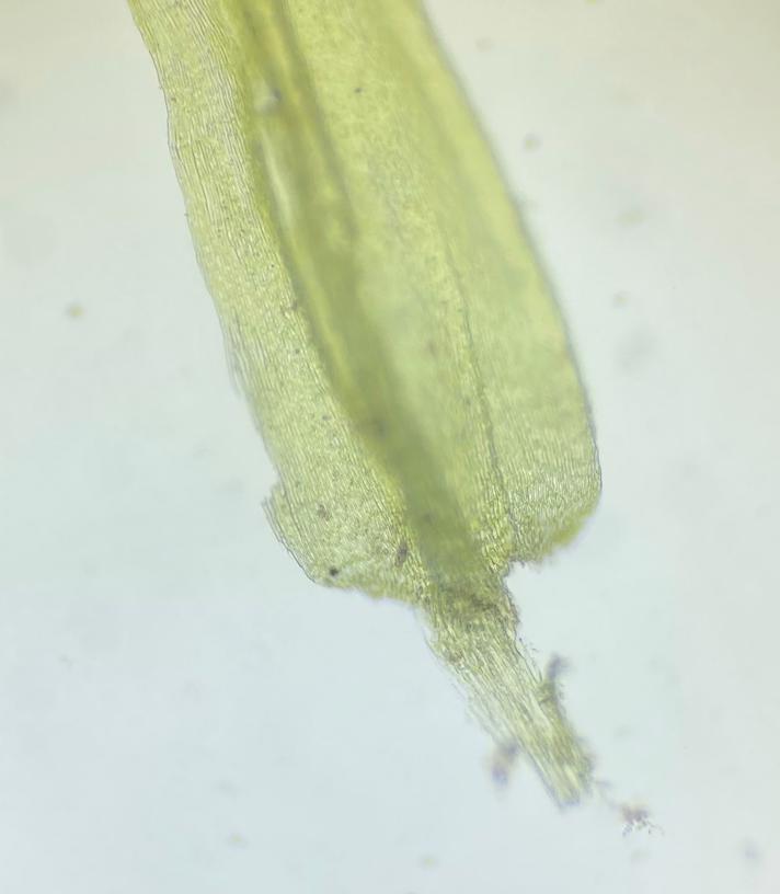 Gul Krumkapsel (Camptothecium lutescens)