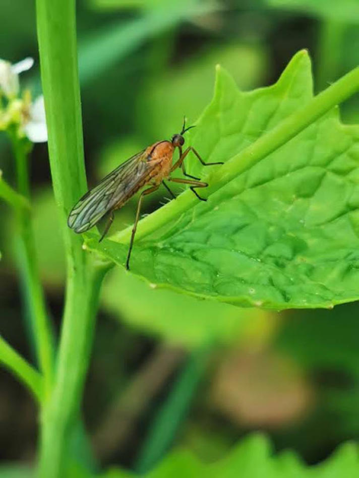 Empis stercorea